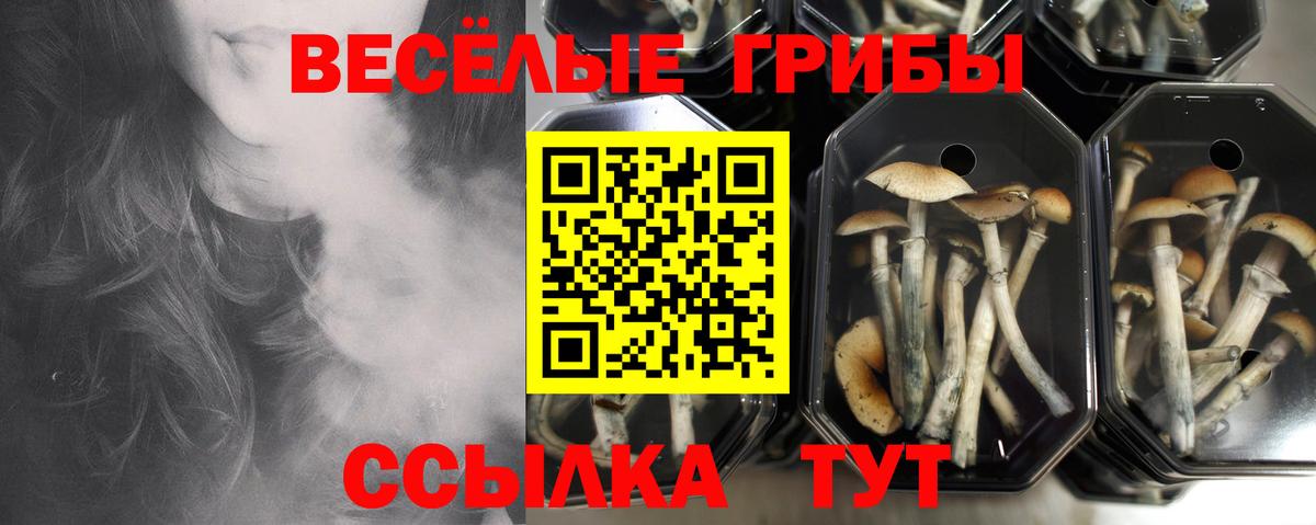 Псилоцибиновые грибы Cubensis Ростов Великий